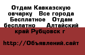 Отдам Кавказскую овчарку - Все города Бесплатное » Отдам бесплатно   . Алтайский край,Рубцовск г.